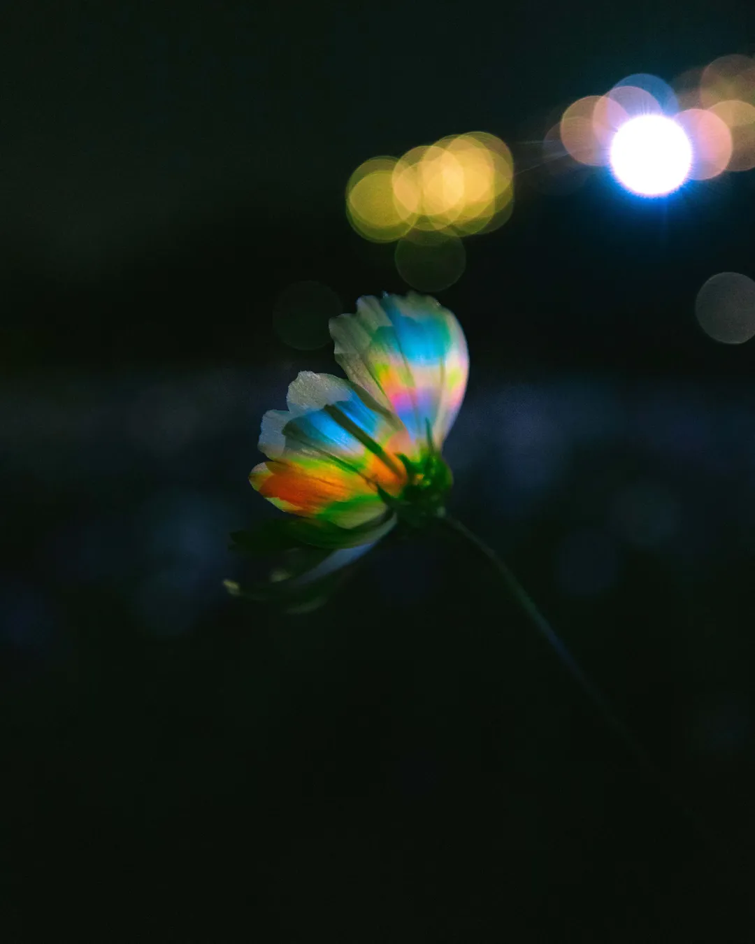 ボタニカルラボページ Official] teamLab Botanical Garden Osaka | teamLab Night