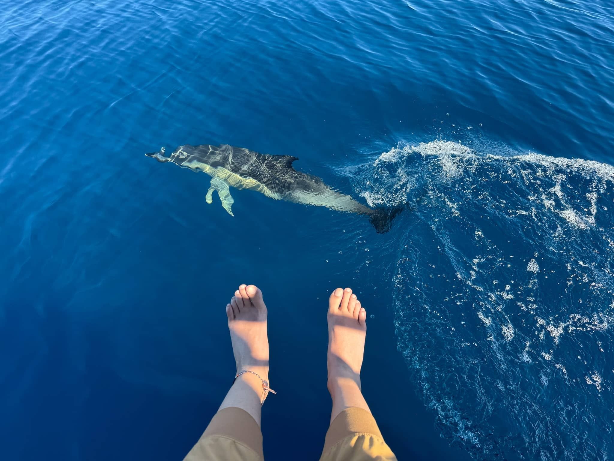 Dolphin watching & swimming cruise