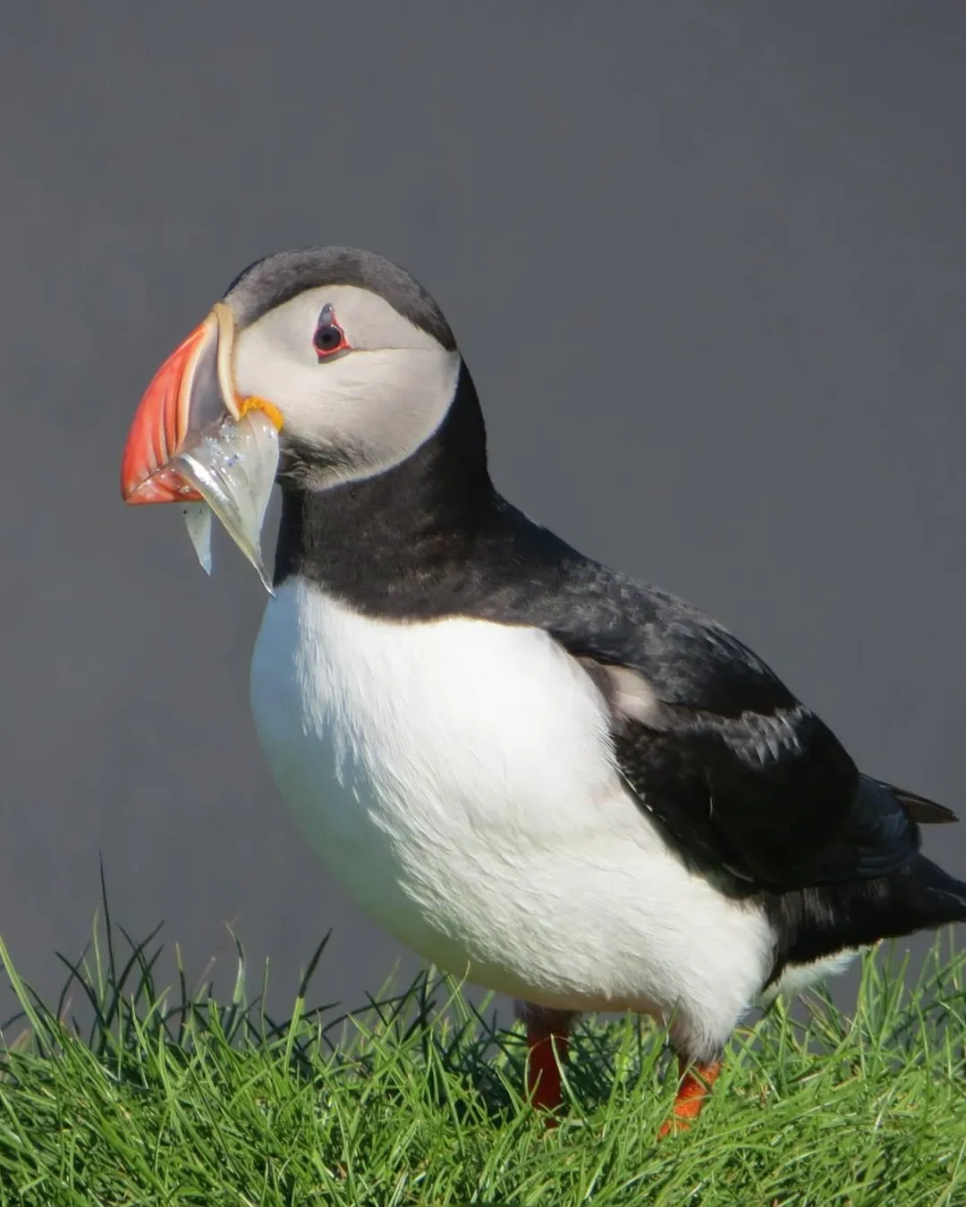 Puffin Lookout