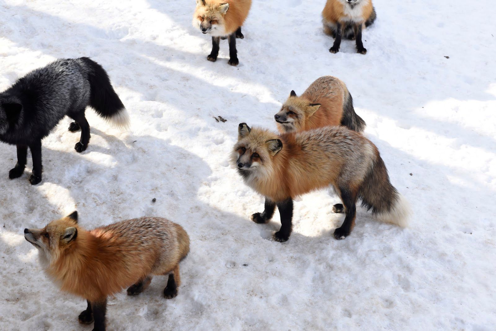 Zaō Fox Village