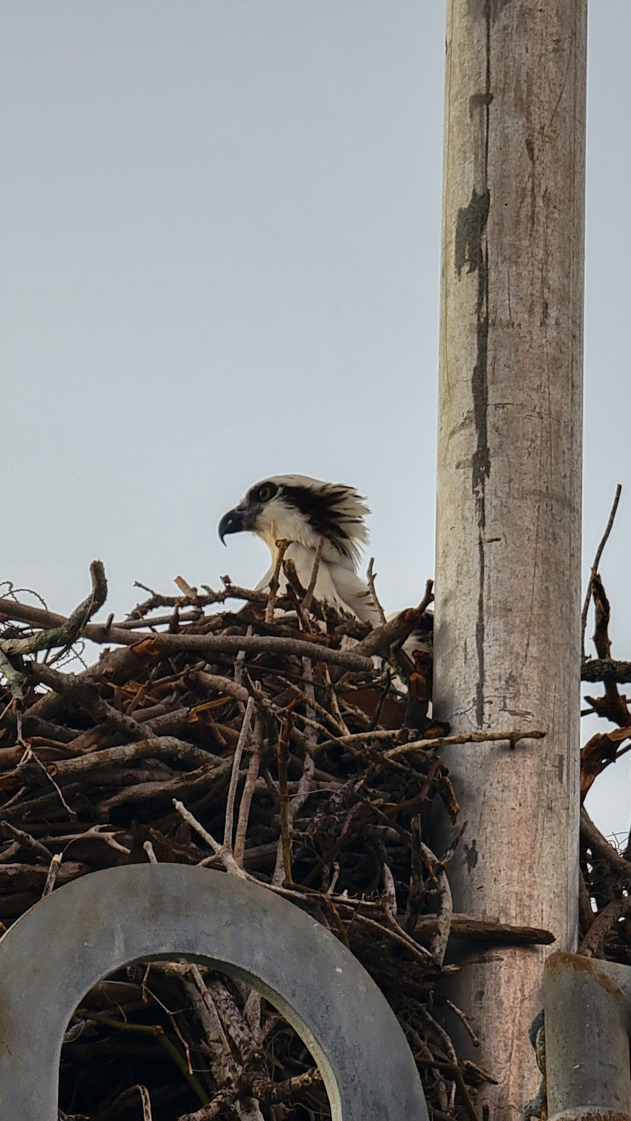 Bird watching guide at Guy Bradley Visitor Center 
