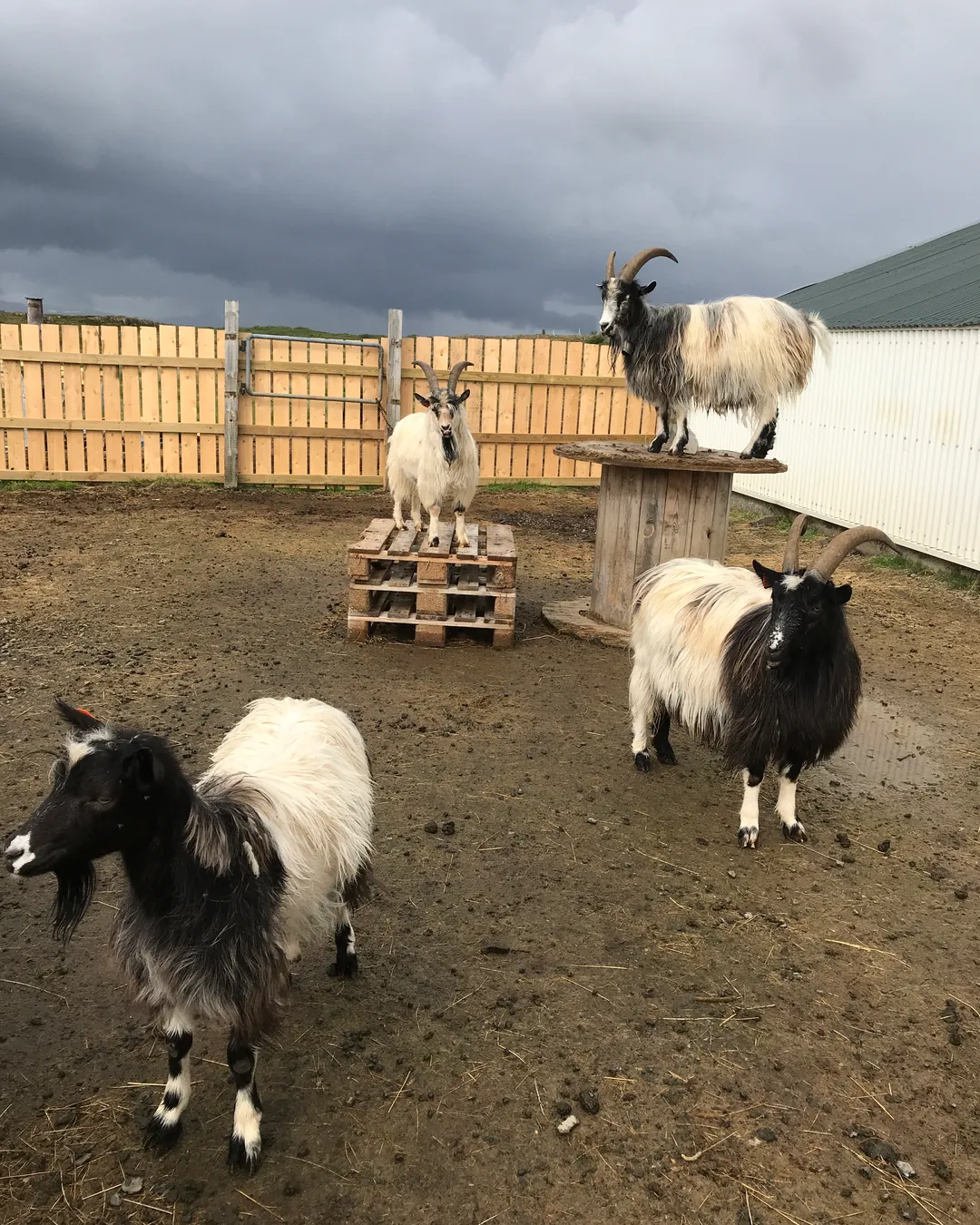 Goat Walk