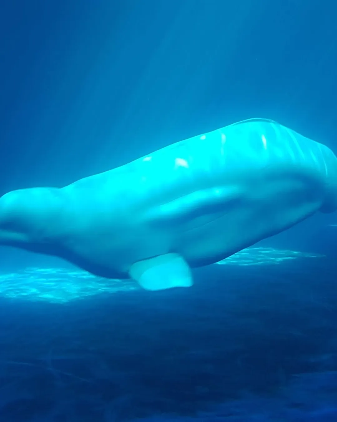 Sea Life Trust Beluga Whale Sanctuary / Sæheimar Aquarium