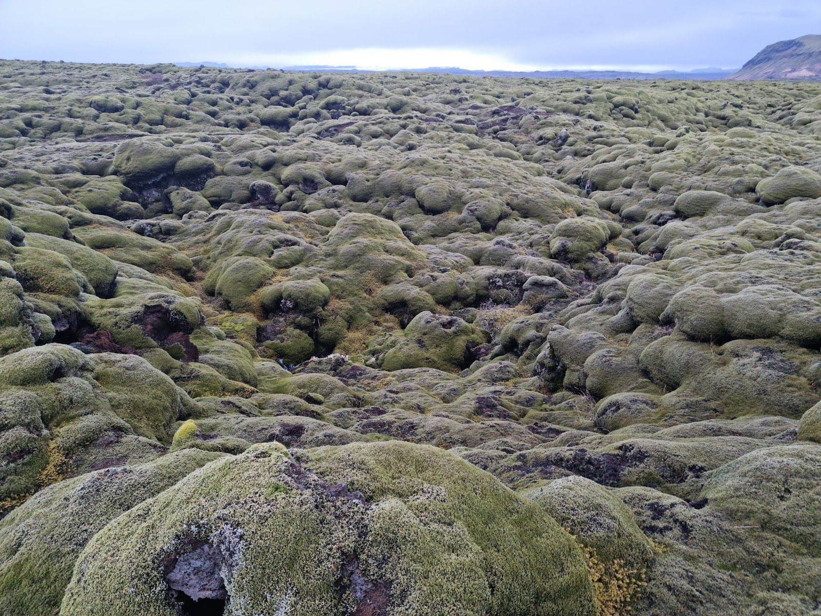 Mossy Lava Fields