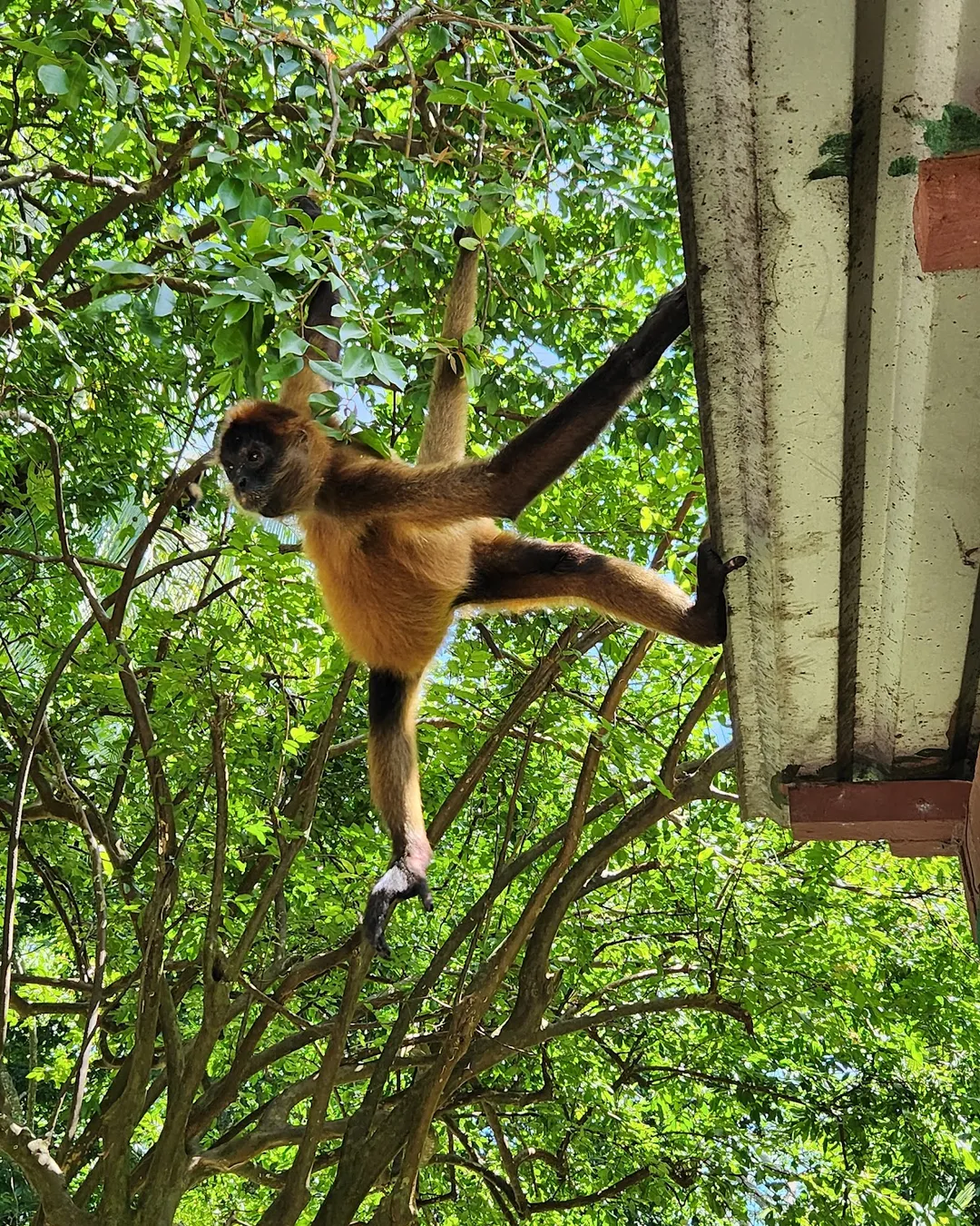 Puerto Barilla Monkey Reserve