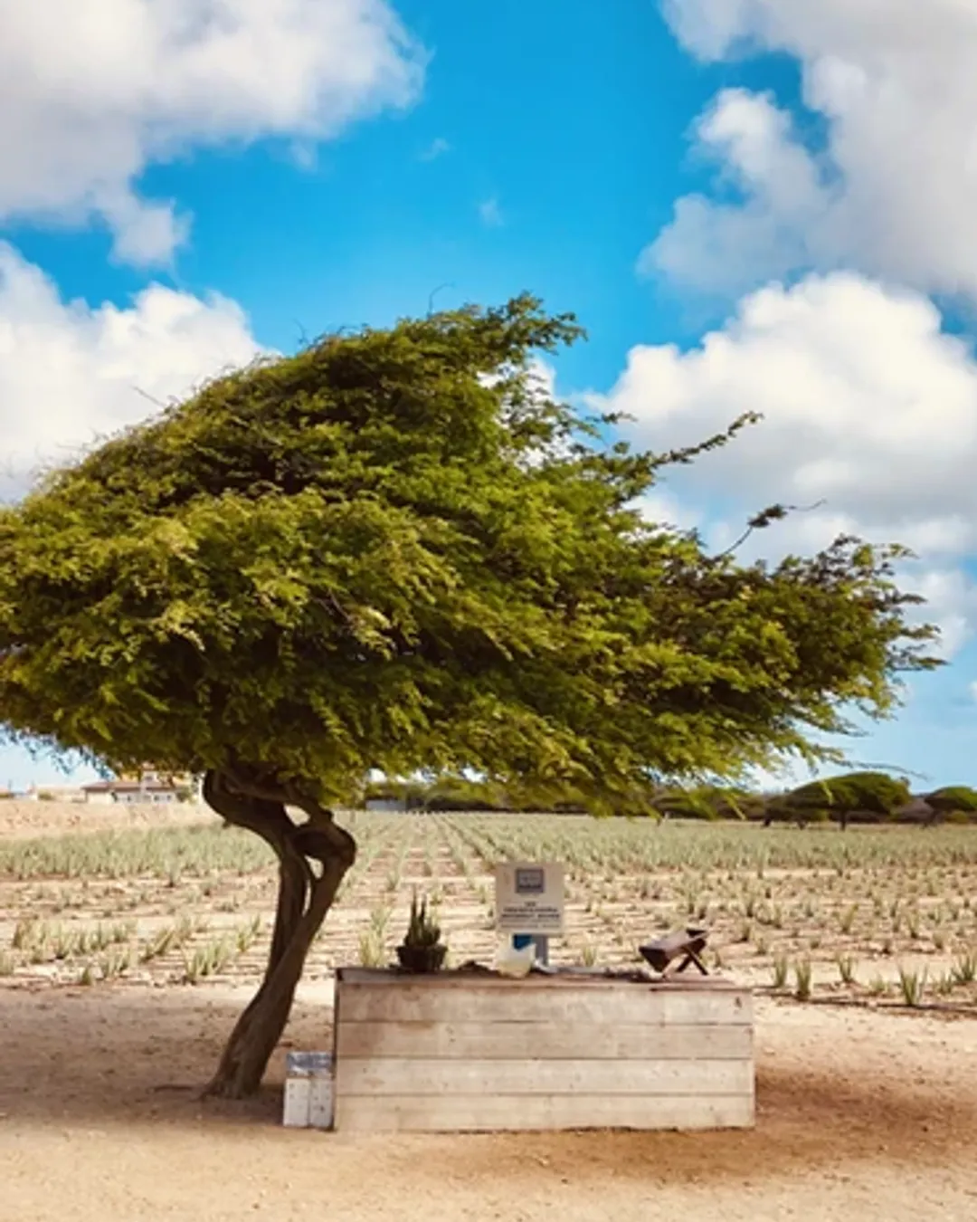 Aruba Aloe-museum